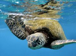 Love those turtles - The Hawaiian Honu. by Glenn Poulain 